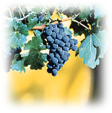 Fruit of Spirit